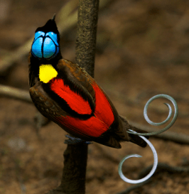 Wilson's Bird of Paradise
