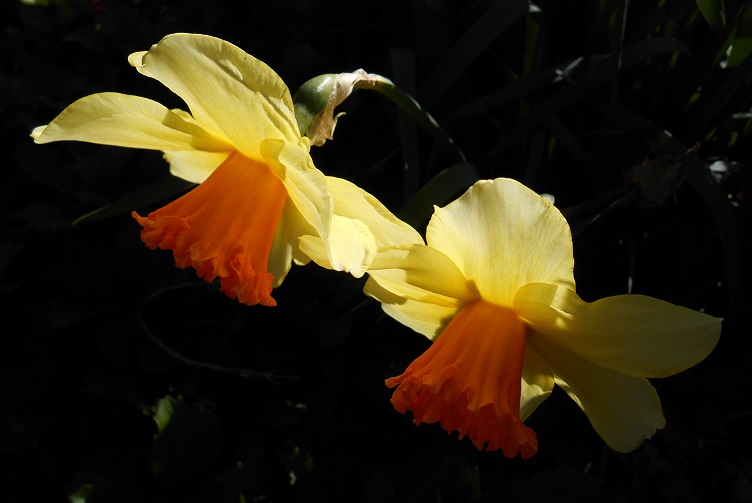 daffodils-close