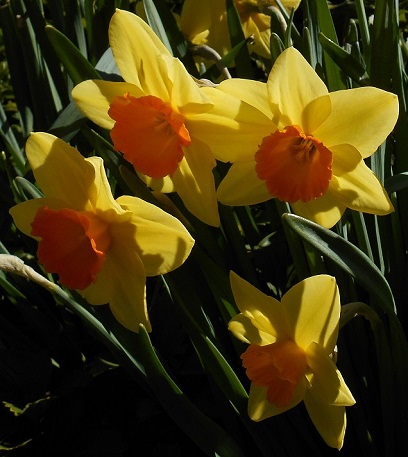 daffodils-medium