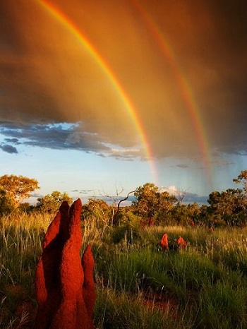 australian-rainbow_350x466