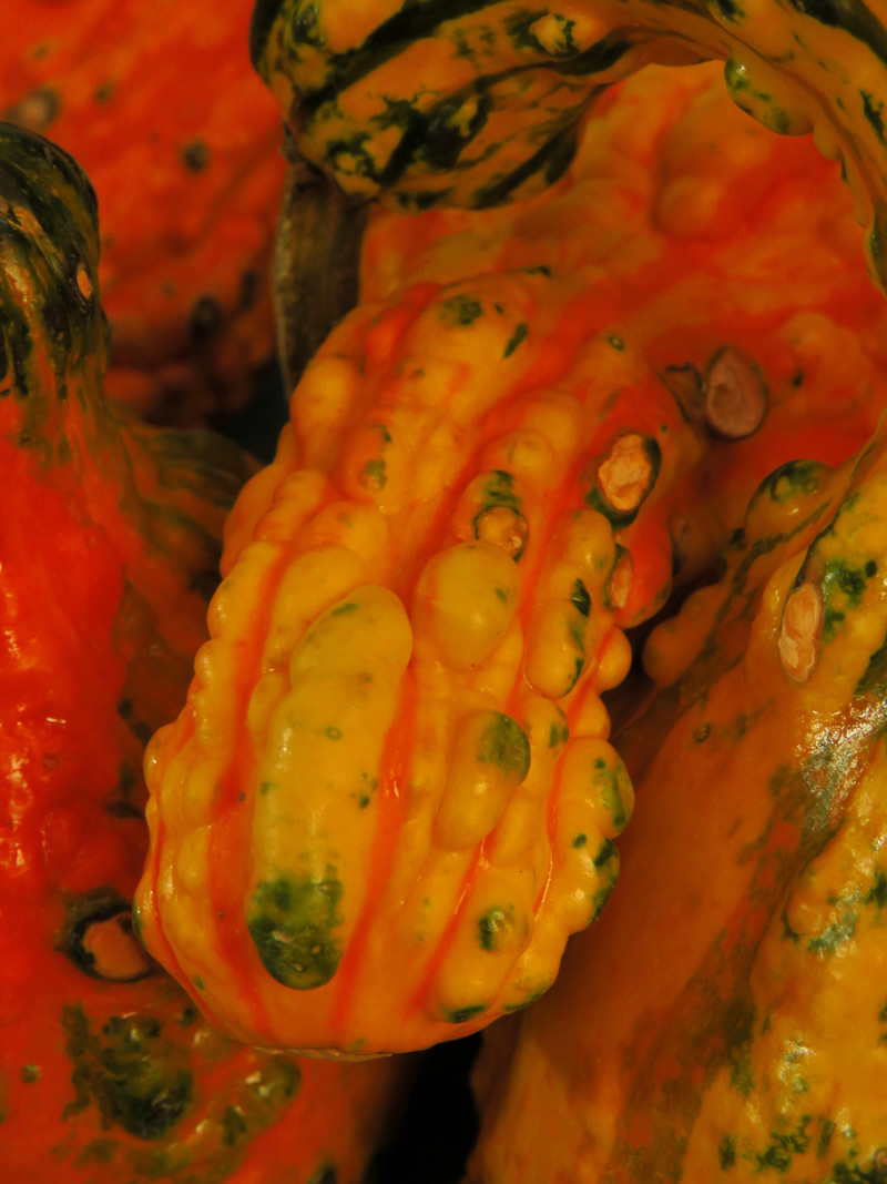 penis-gourd_800x1067