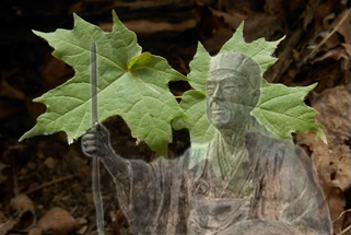 Seedling_321x231_Basho_320x231_opq-62_321x215