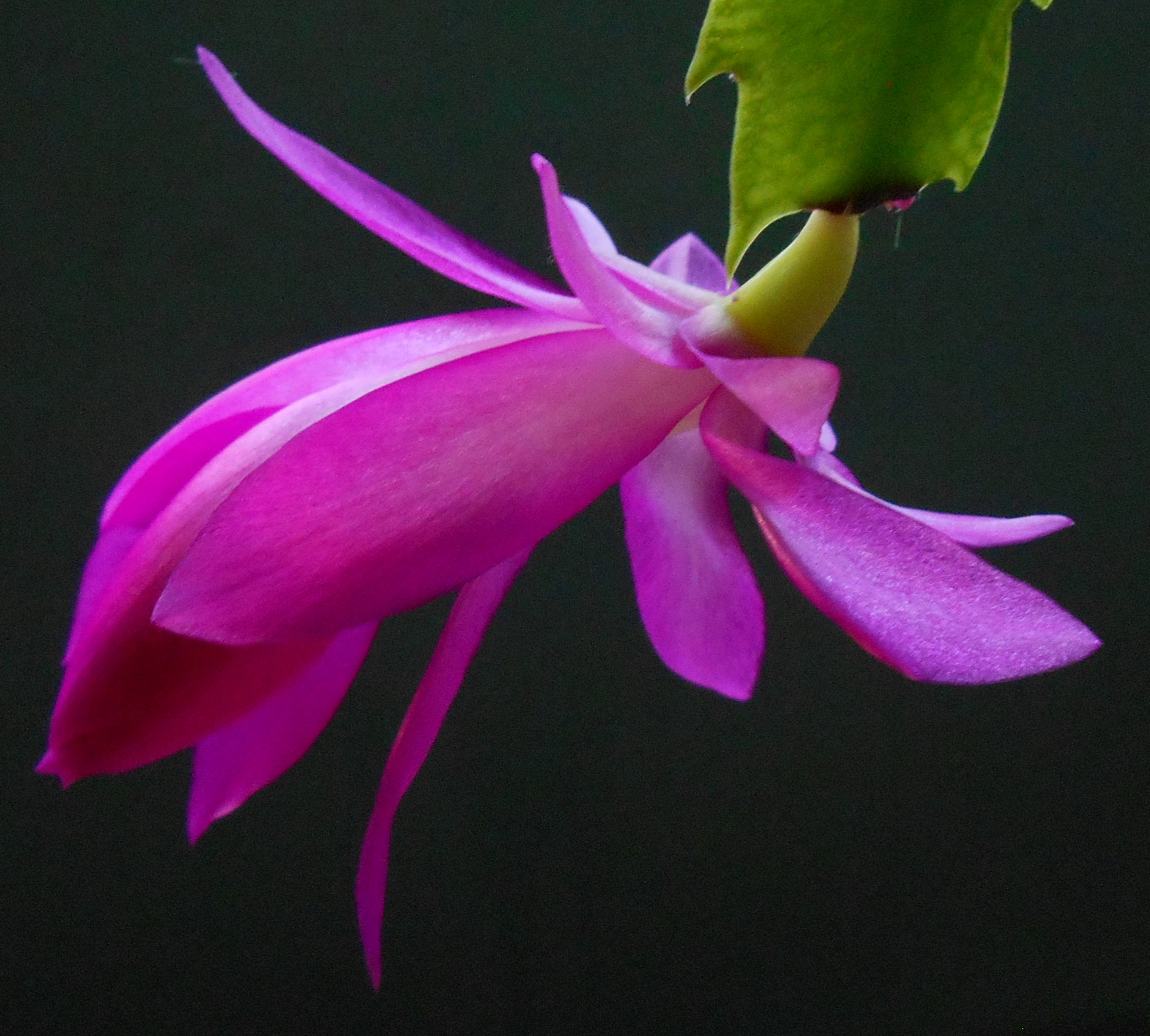 pink-blossom_833x751