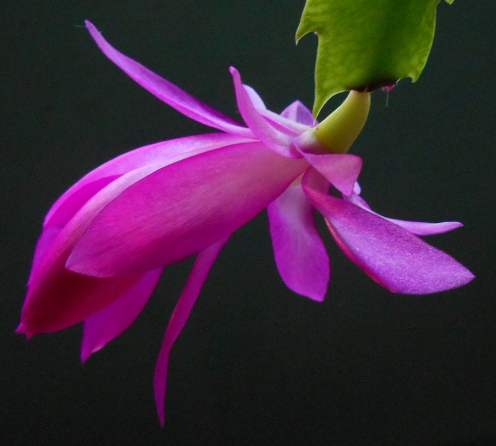 pink-blossom_833x751