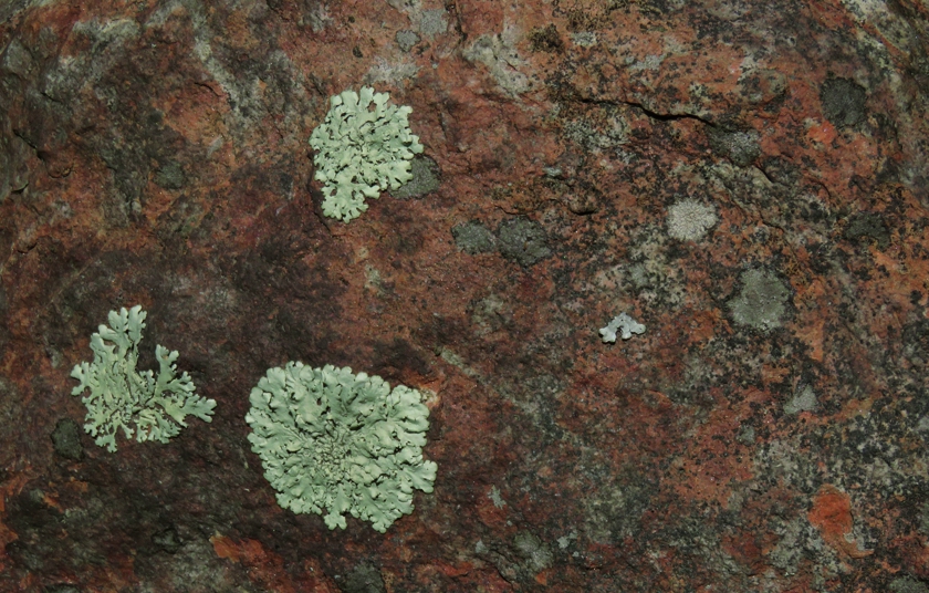 lichen-2_840x536