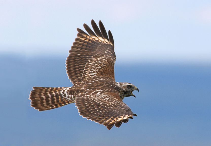 1805988 - juvenile red-shouldered hawk calling