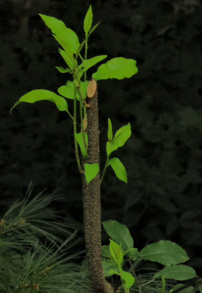 lime-leaves_fix_840x1214