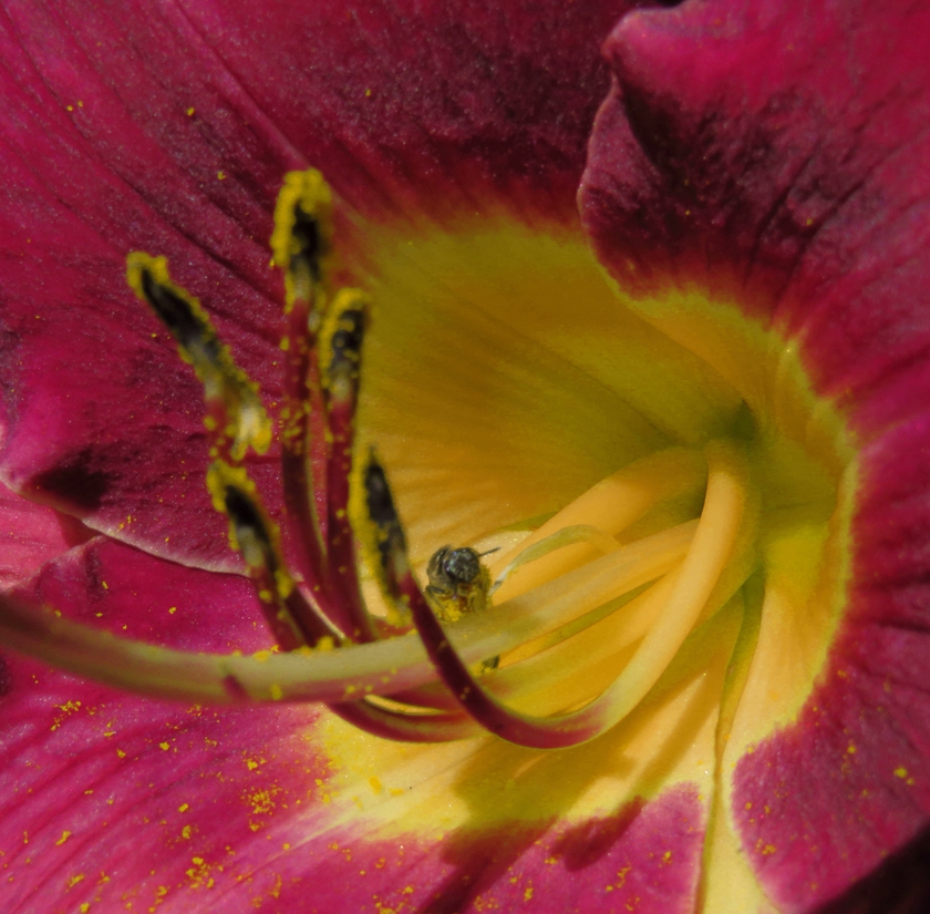 purple-yellow_840x825