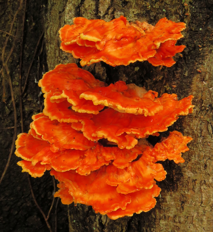 fungus_840x915