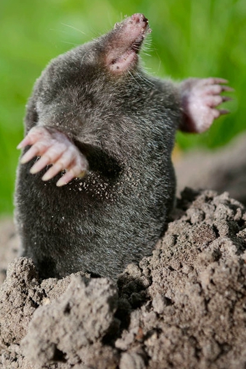 Mole