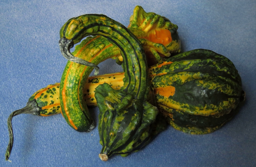 gourds-3#_840x547