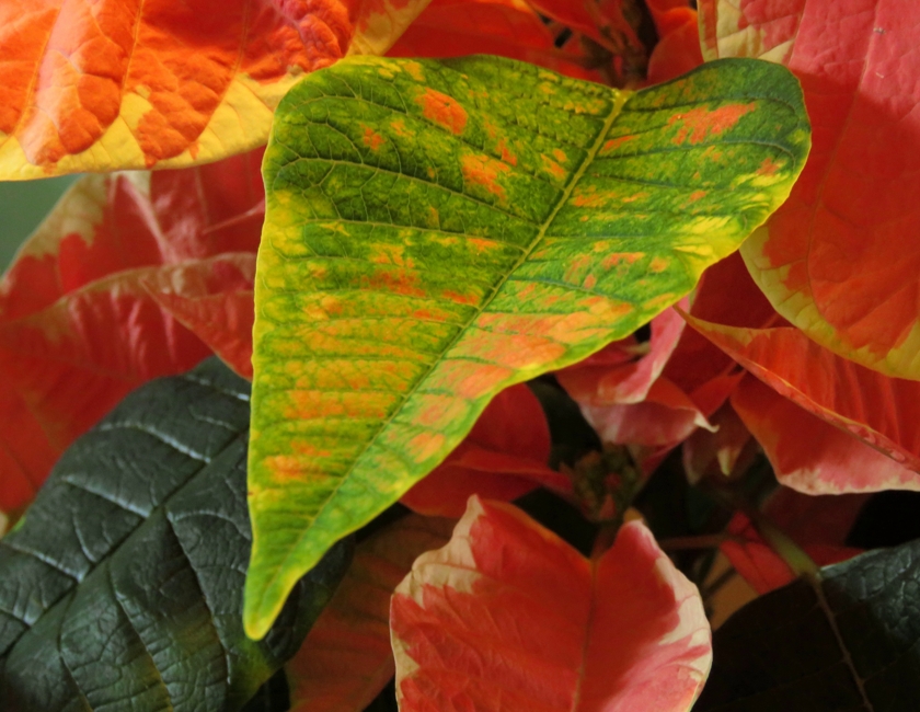 poinsettia-diversity_840x650