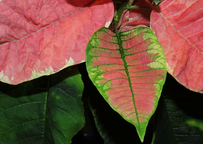 poinsettia-pnk-grn-flash_840x598
