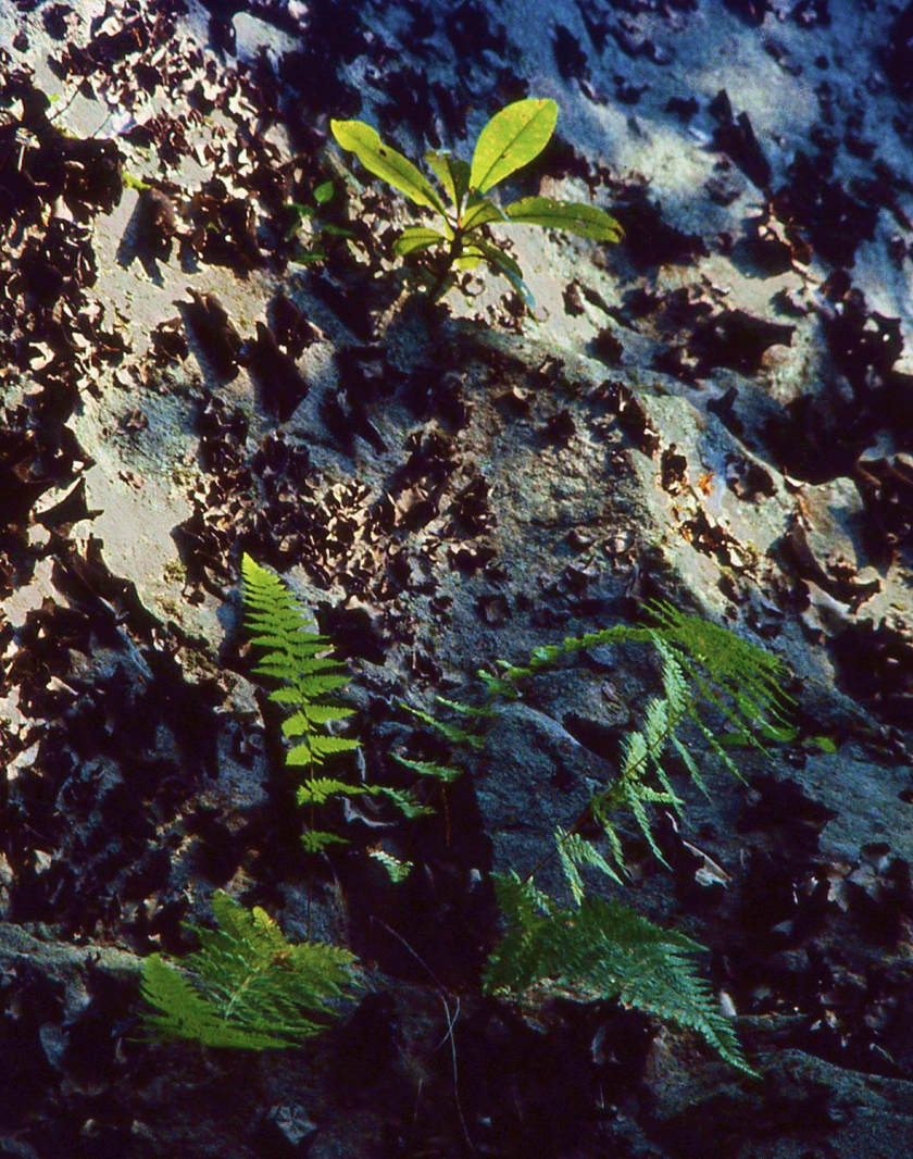 seeds-spores-cracks_exp-14_sat+80_840x1066