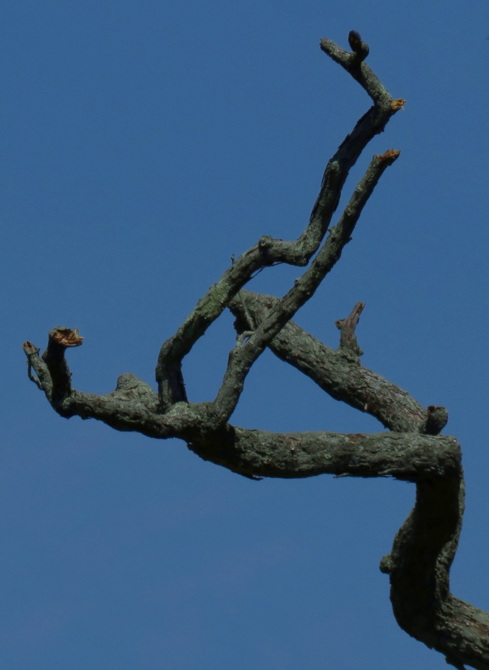 dark-branches_rot+8.1_crop_sat+23_tweak_sat-blu+13_840x1152