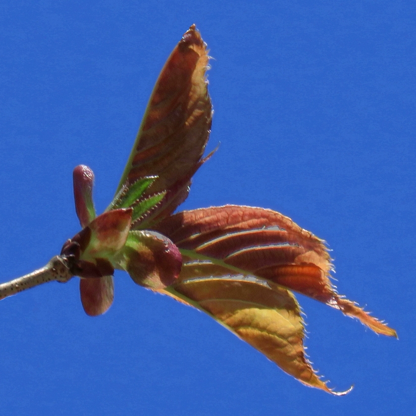 emergergent-sakura_crp-1_840x841