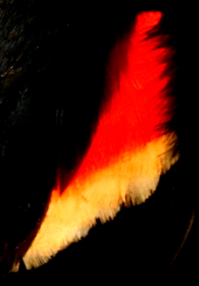 16607712 - male red-winged blackbird (agelaius phoeniceus) perched