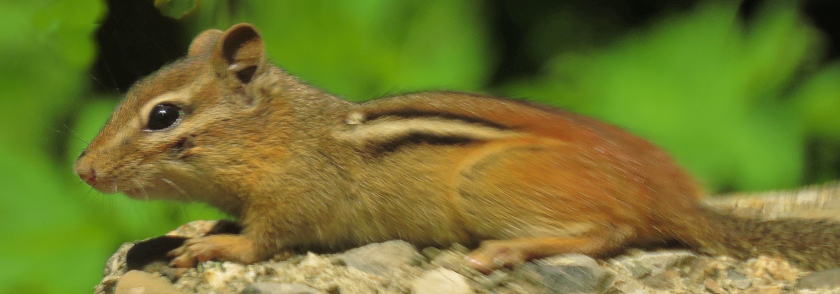 flying-squirrel_crop_clone_840x294
