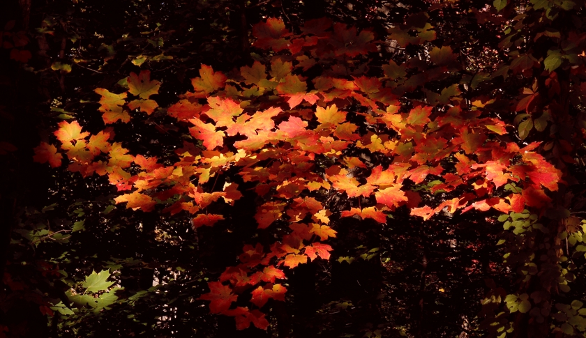 Chiaroscuro_0_temp+6_tint-18_840x485