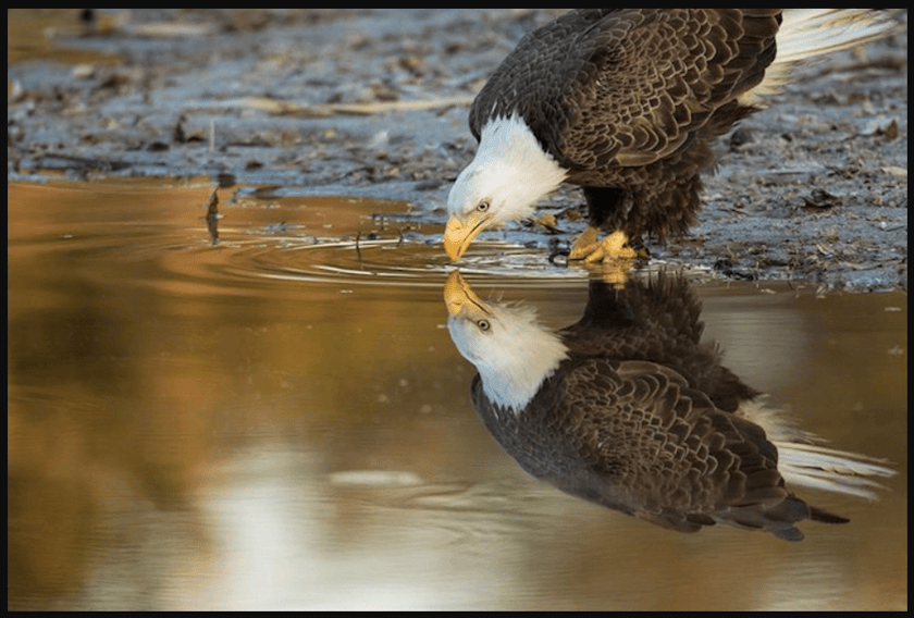 DavidEppley_EagleDrinking_840x568