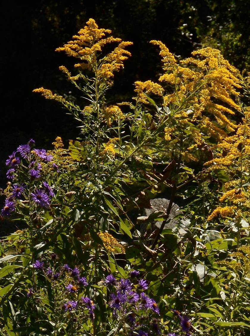 goldenrod_840x1130