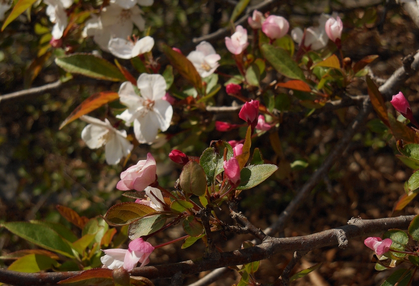 apple-blooms_840x574