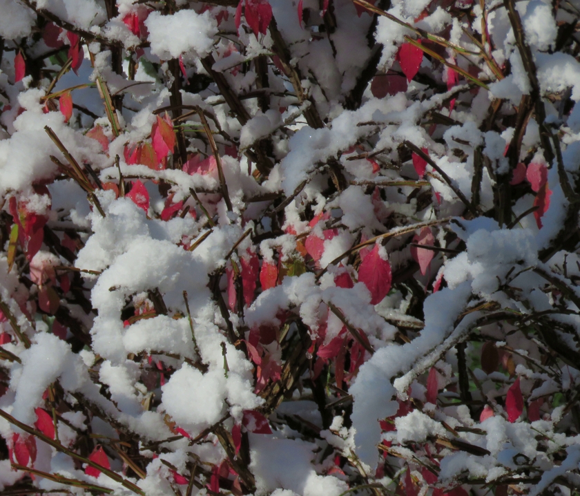 SnowBurningBush_840x718