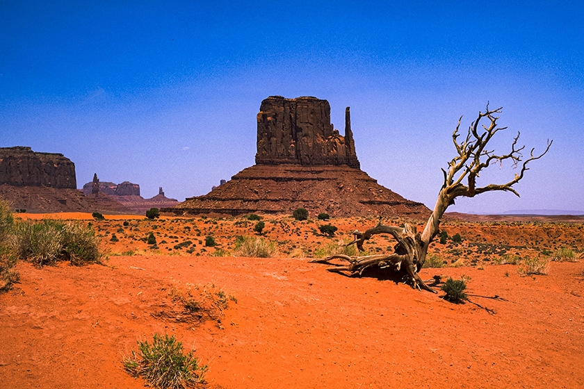 Dead tree &amp; West Mitten Butte_840x560