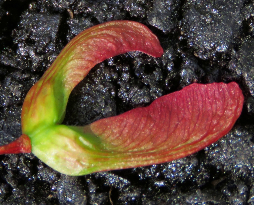 IMG_5145_rot-32.5_crop_840x676