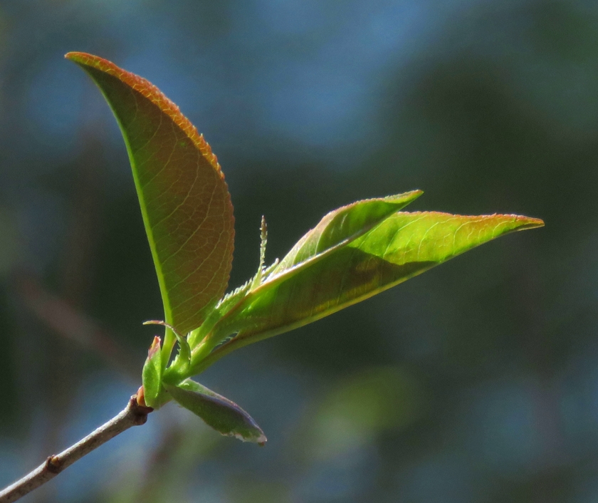 IMG_5025_crop_840x706