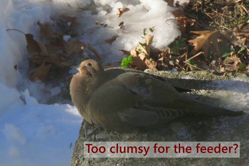 IMG_6293_crop+2_line+2_840x561