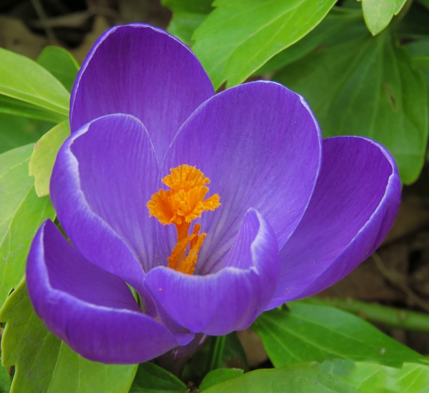 IMG_1270_crop_blem_840x770