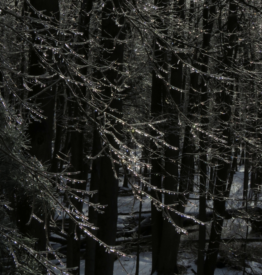 IMG_6392_crop_rot-2.3_crop_840x882