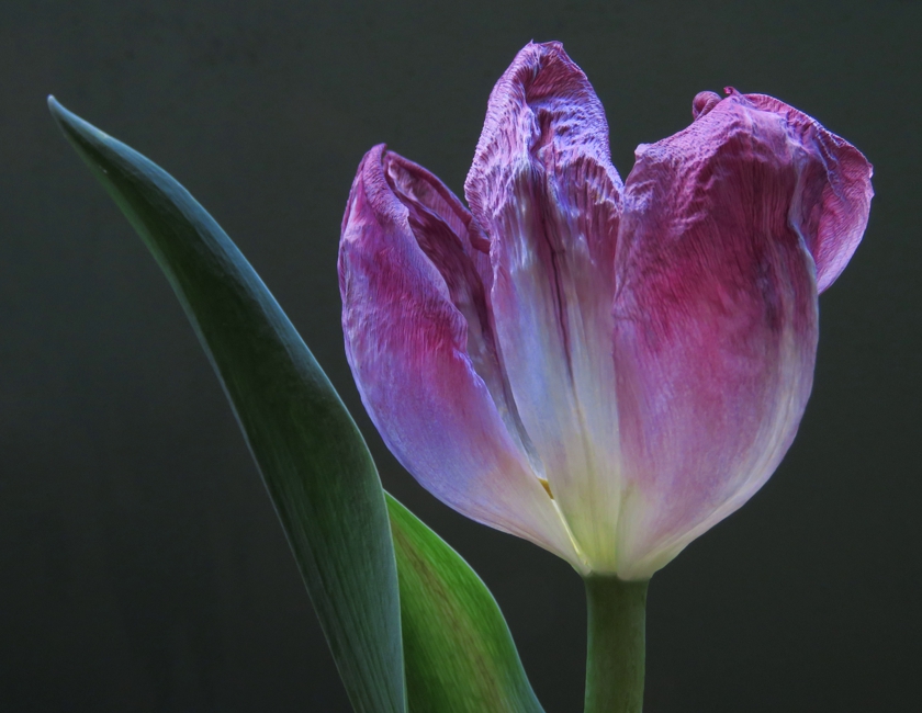 A few days later_crop_840x650