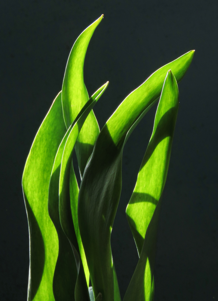 IMG_6597_rot-14.8_crop_840x1159