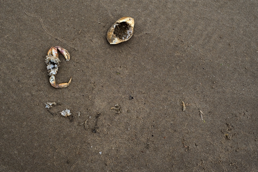 carapace-and-claw_840x560