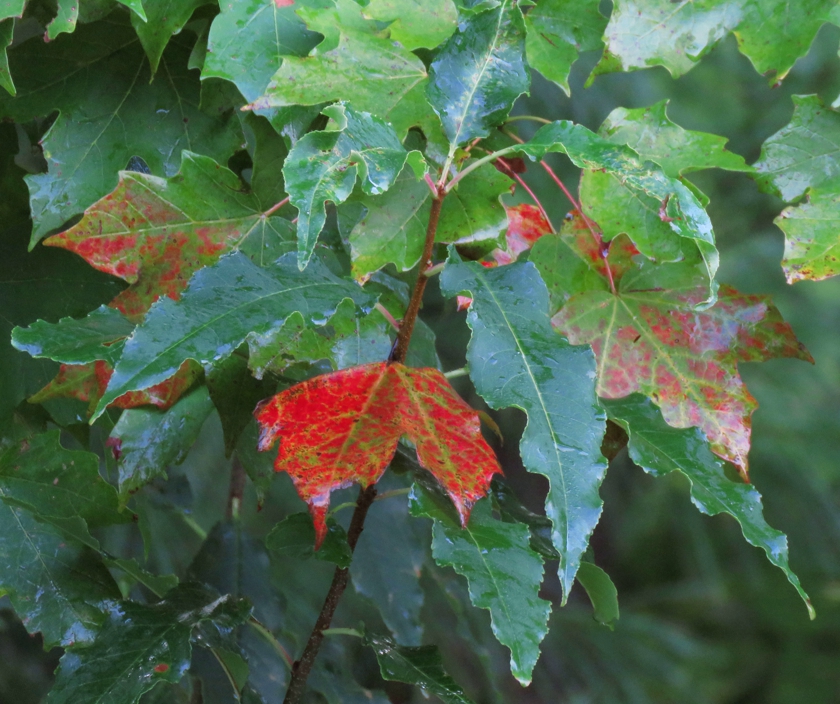 CherryMaple_crop_erase_840x704