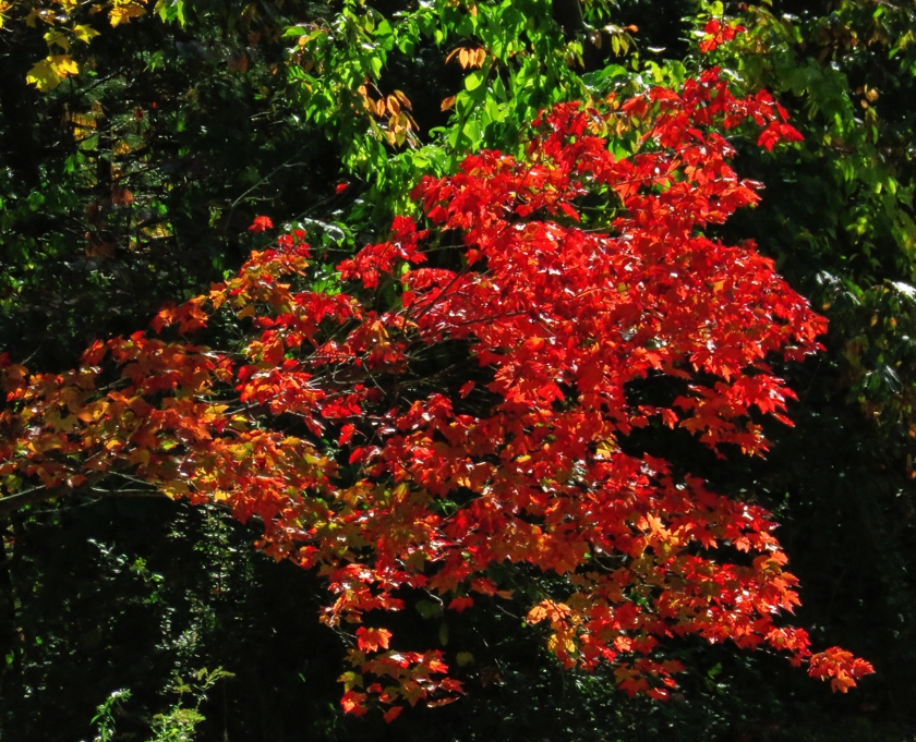 IMG_6890_rot+12.3_crop_dram+10_flip_crop_840x681