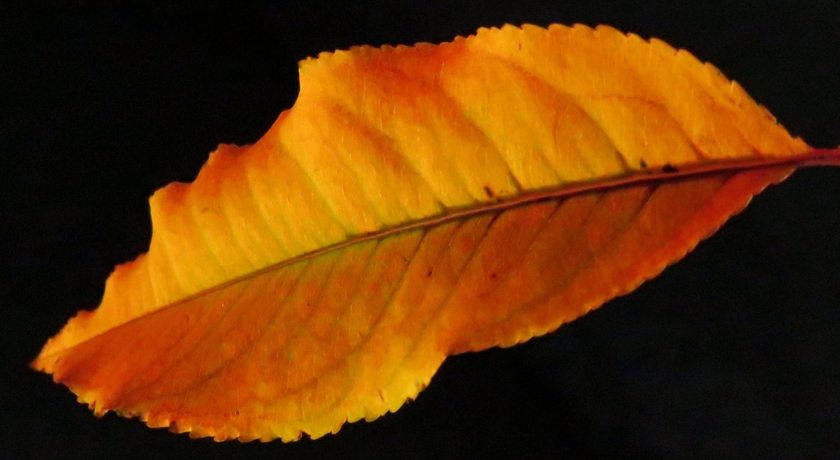 Gold Cherry_rot-6.8_840x460