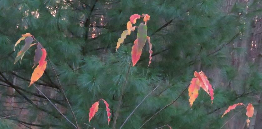 IMG_7006_crop_840x415