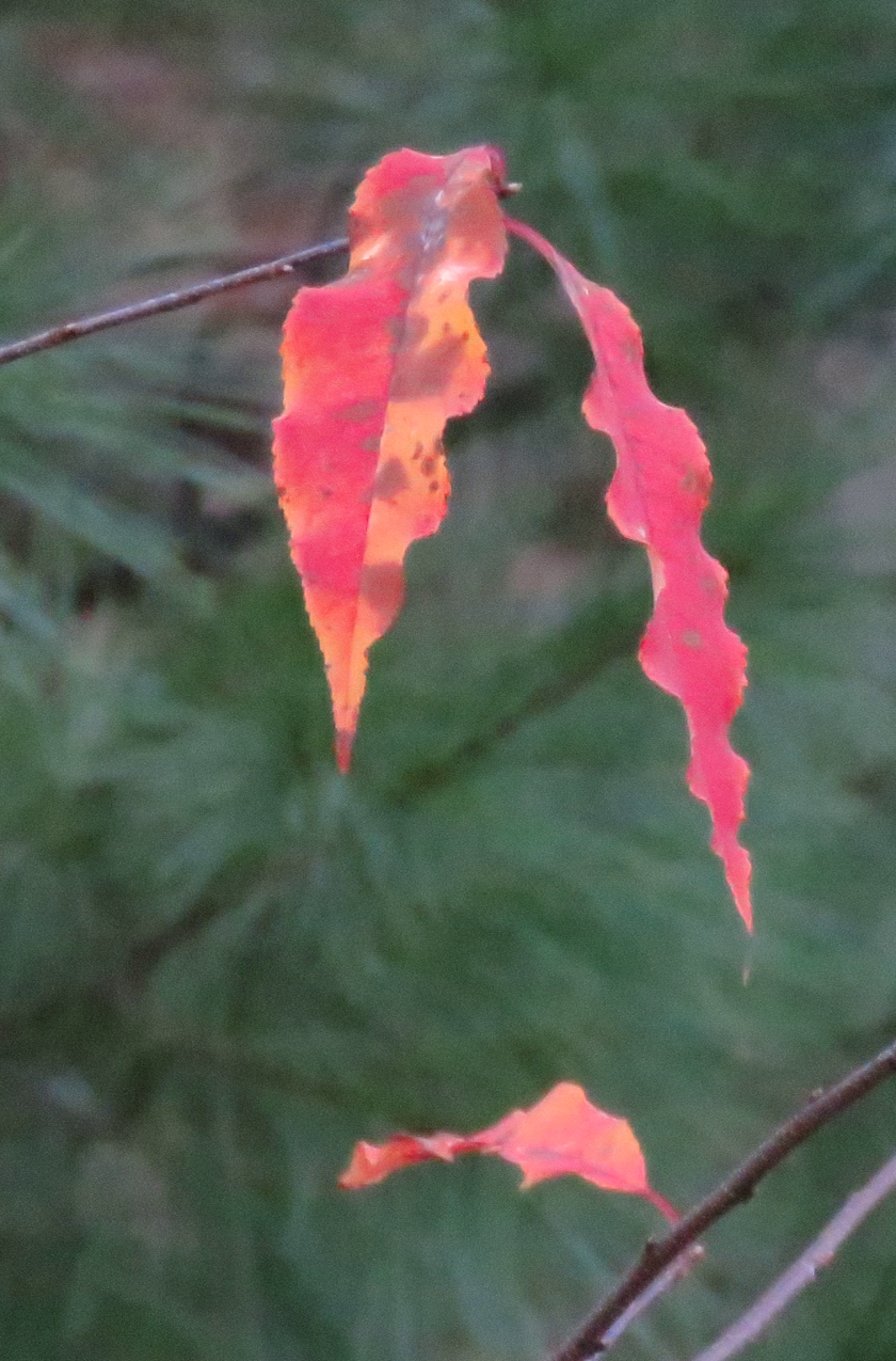 IMG_7024_crop_840x1275