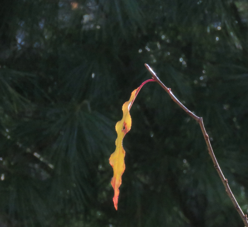 IMG_7097_crop_840x770