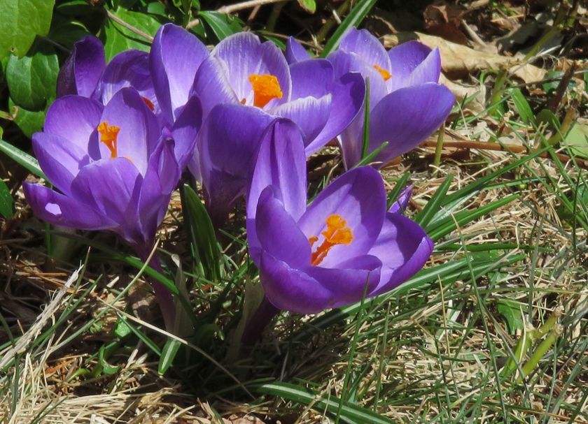 PurpleLawn_crop_840x607