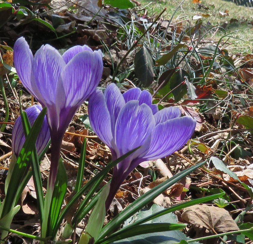 StripedBedBelow_crop_840x810