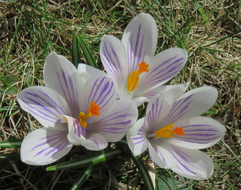 WhiteLawn_crop_840x664