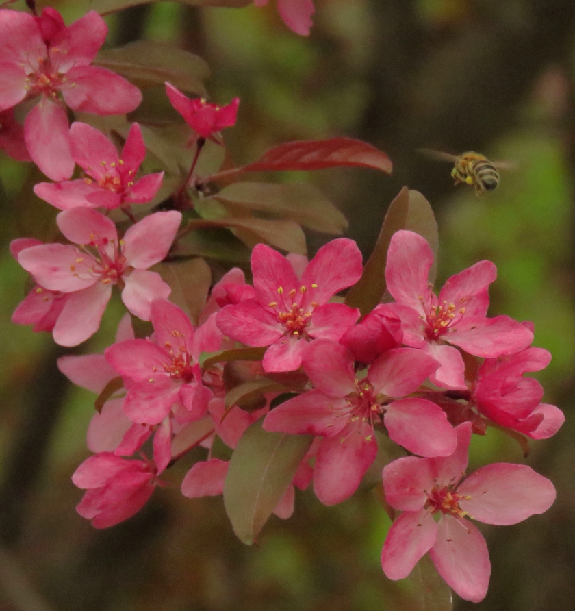 Crabapple with Flying Bee_crop.3_blem_840x892