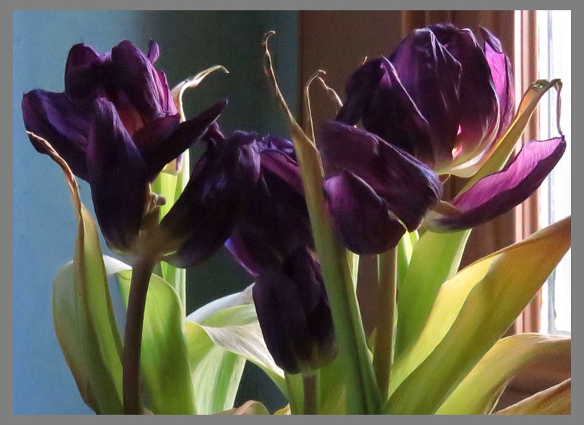 Gray_TulipsSide1_rot-1.0_crop_840x609