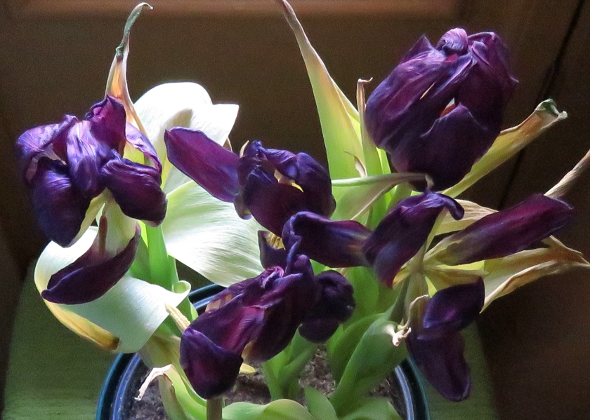 TulipsAbove_rot-0.9_crop_840x599