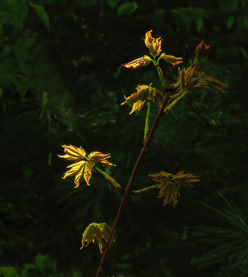 IMG_7587_blem_dram+8_crop_840x939