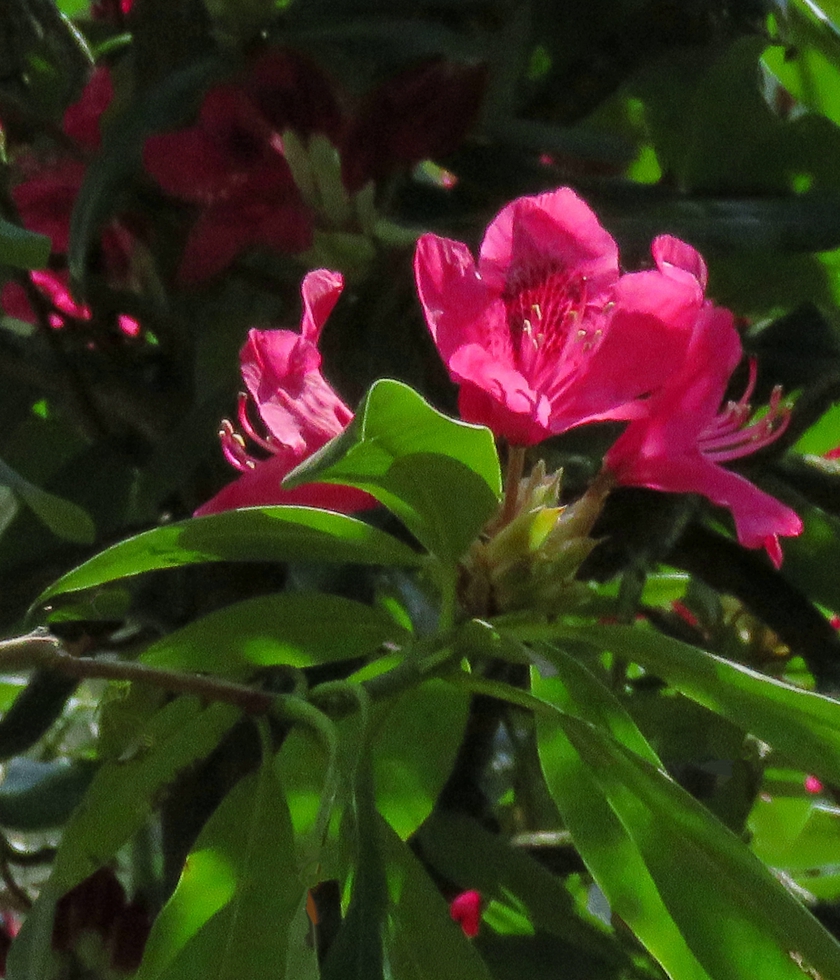 IMG_7632_crop_blem_840x980